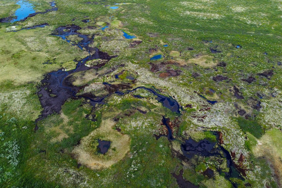 На востоке Лапландии деградируют бугристые болота