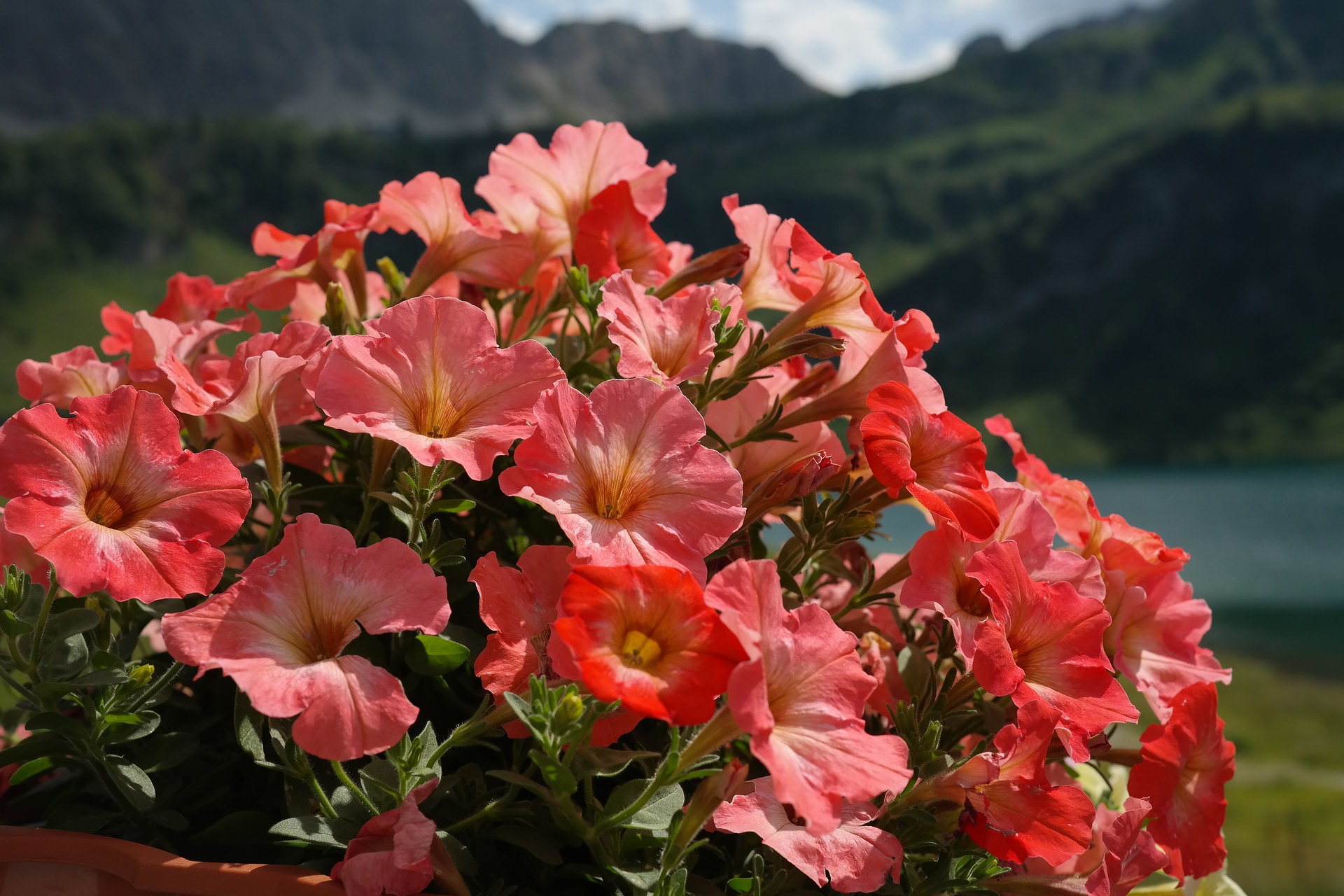 В Анадыре высадят более 3000 цветов