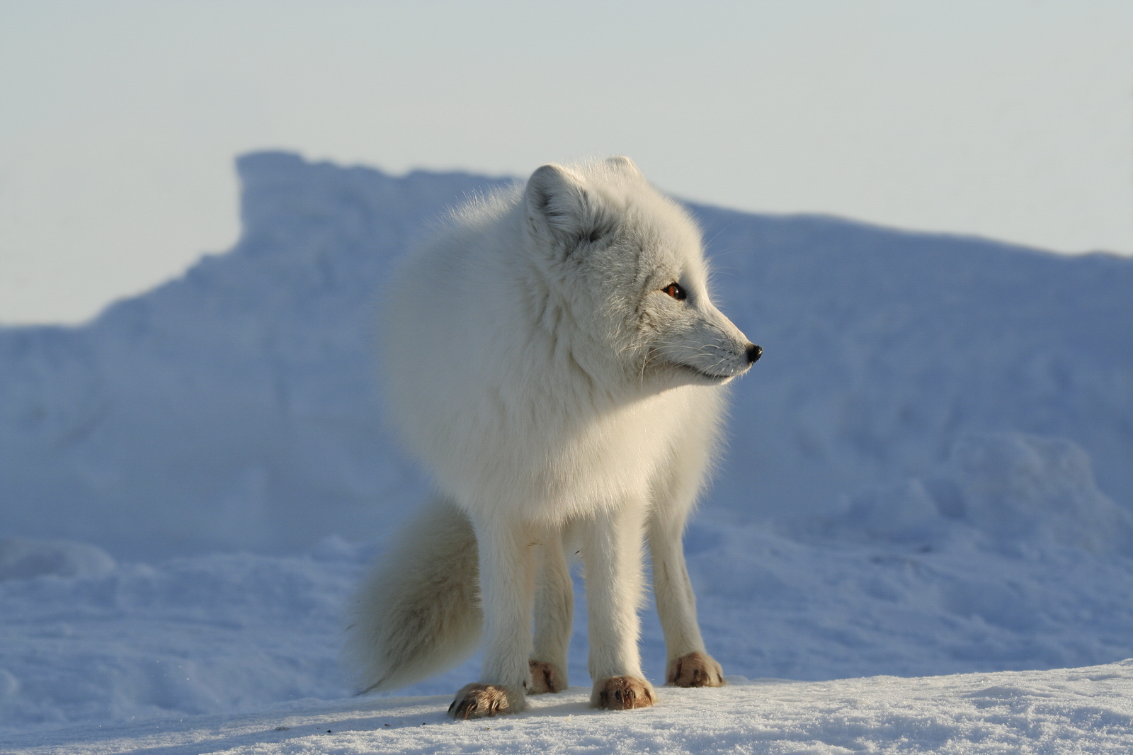 Арктика за неделю: климат, водород и Красная книга для Заполярья