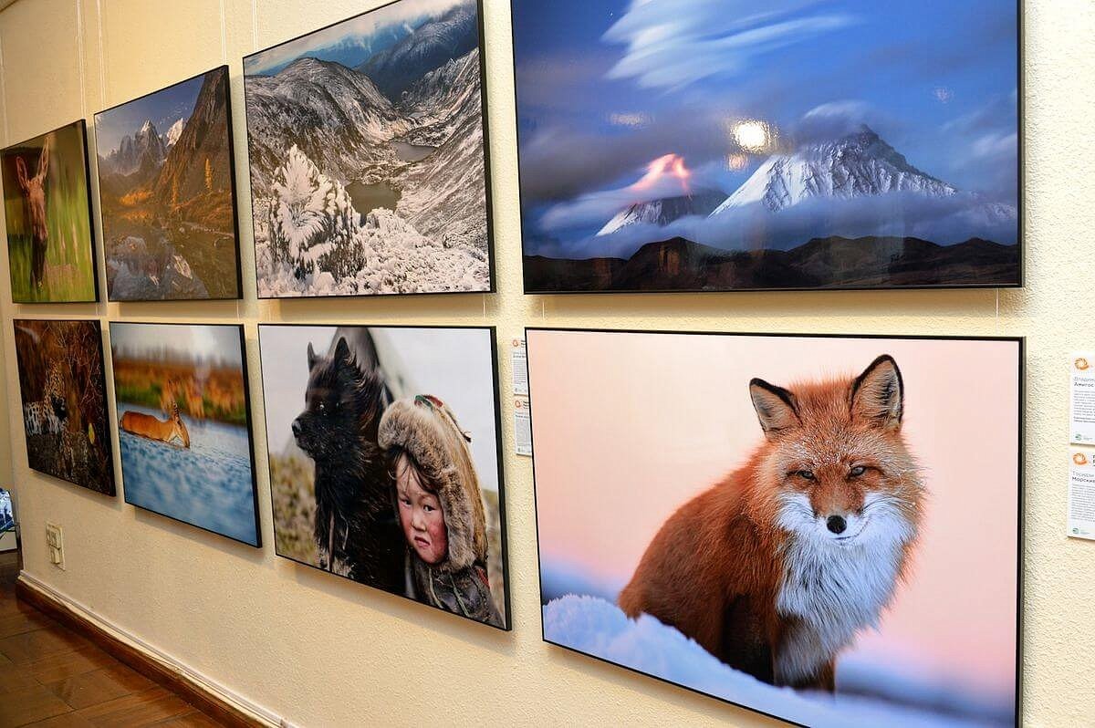 Выставка Фотографий Диких Животных В Москве