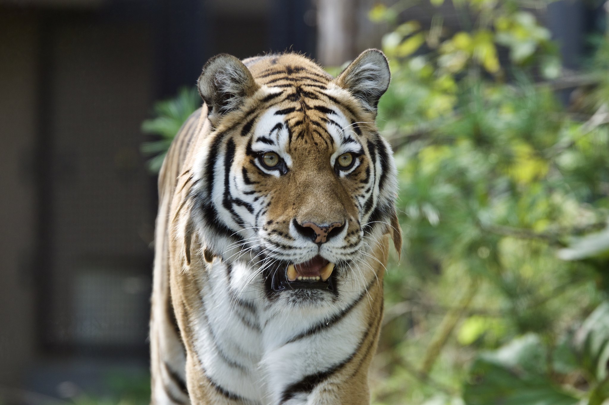 Впервые за 50 лет в Якутии обнаружили следы амурского тигра