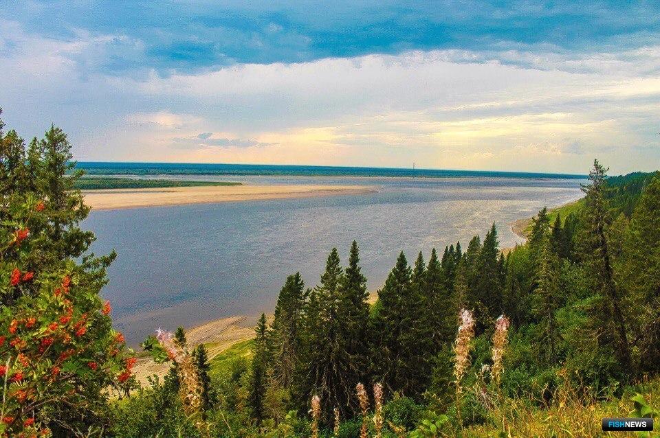 На трех озерах бассейна реки Печора будут выращивать сиговых