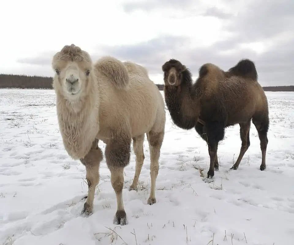 В Плейстоценовом парке впервые зимуют верблюды
