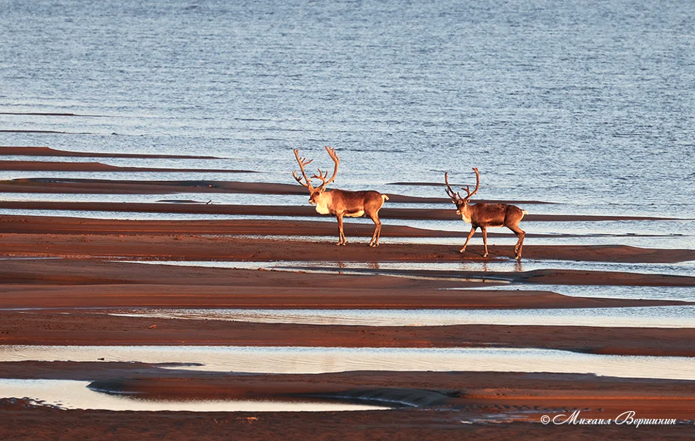 До февраля можно успеть поучаствовать в конкурсах на соискание литературной премии им. Ю. Рытхэу и экологической премии «Рассвет»