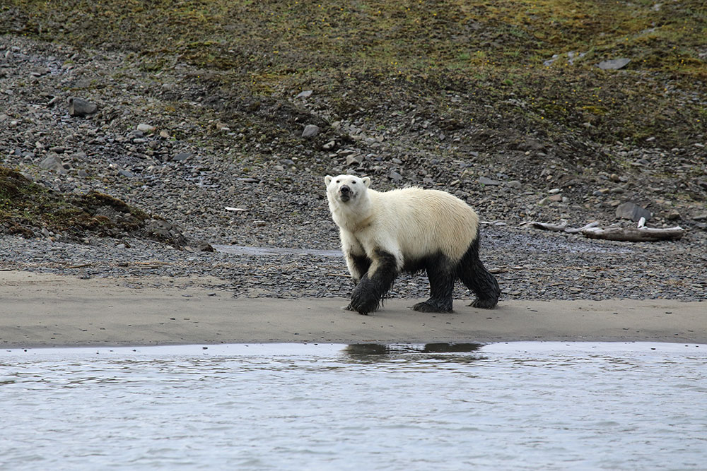 Белые медведи как индикатор состояния экосистемы в Арктике – если с ней проблемы, то падает численность этих животных