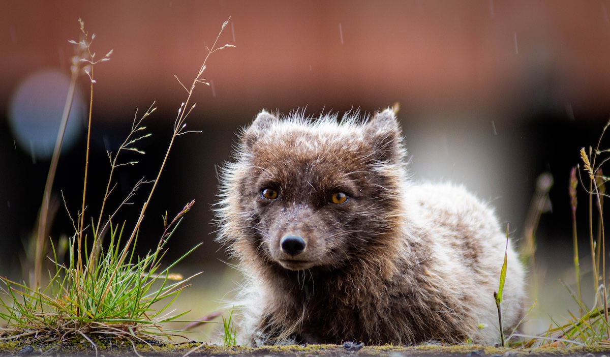 Президентский фонд природы поддержал 21 арктический проект: от спасения стерха до изучения бурых медведей Белого моря 