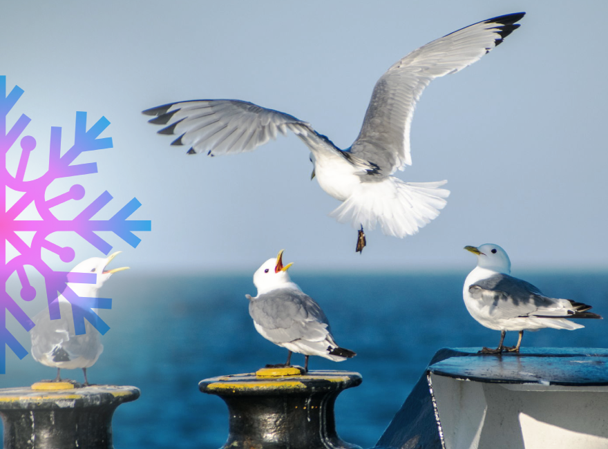 Морские птицы Баренцева моря