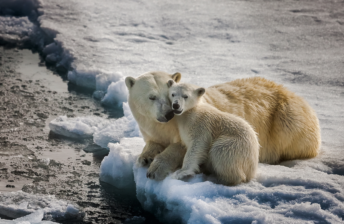 28 февраля в Анадыре открывается конференция «Вселенная белого медведя», к которой присоединятся учёные из Бразилии, Канады и США