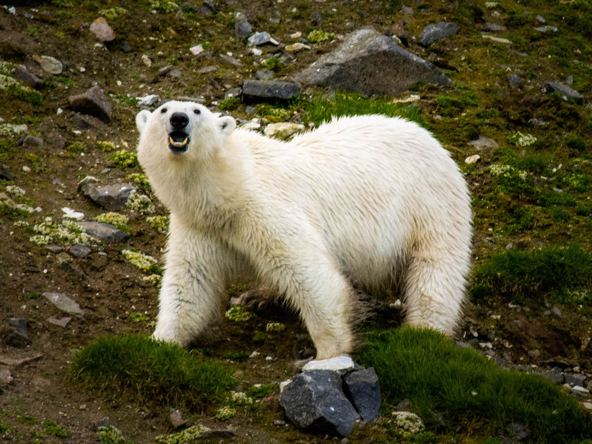5 декабря в Архангельске штаб «Чистой Арктики» подведёт итоги реализации проекта «Медвежий патруль» в Поморье в 2025 году
