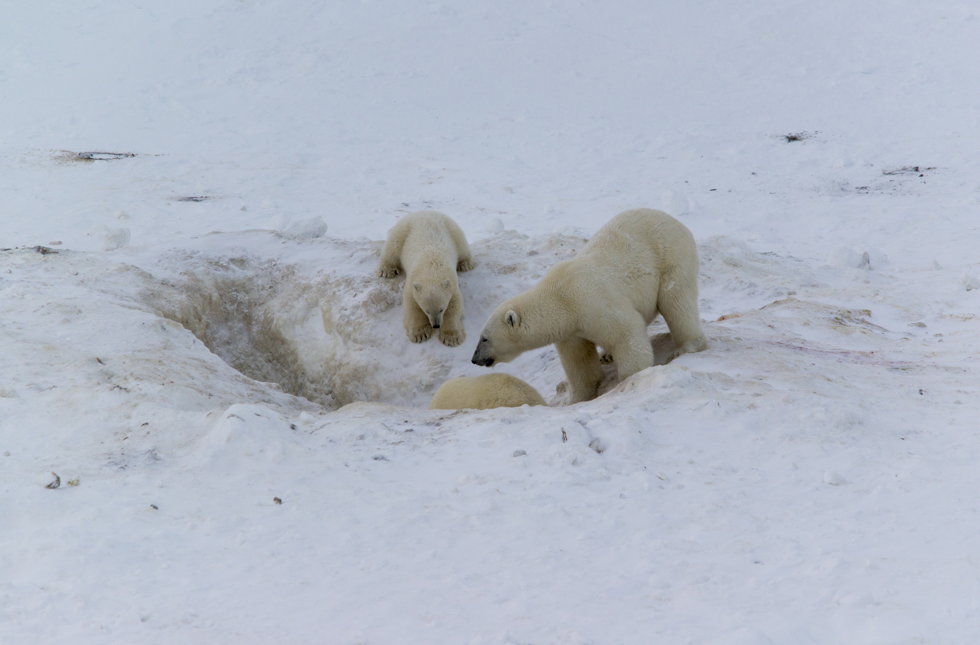 Питаясь на помойках, белые медведи испытывают стресс