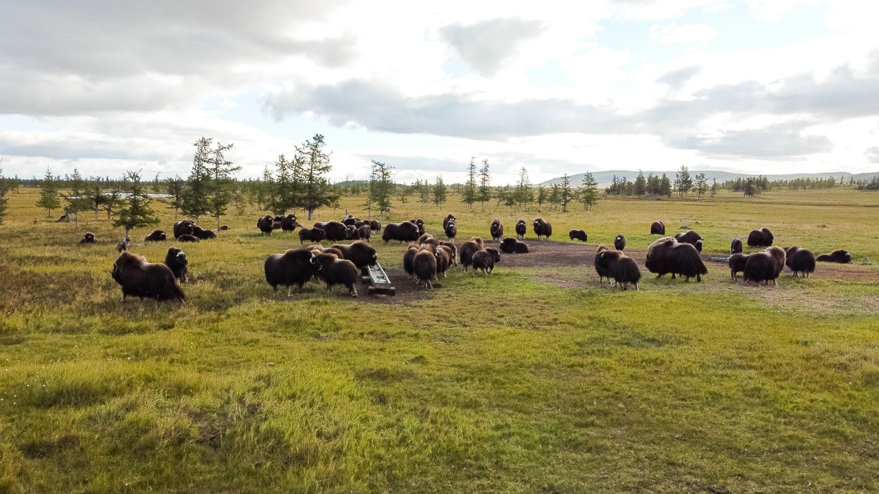 Ученые проведут забор генетического материала овцебыков на Ямале