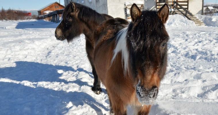 Чукотским оленеводам закупили морозостойких лошадей