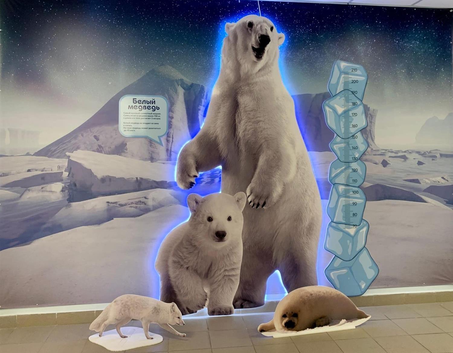 Мини-музей Арктики «Белый медвежонок» для самых маленьких появился в Архангельске
