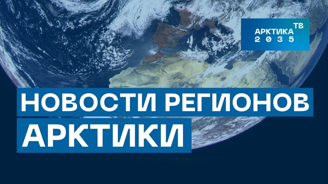 Как спасают таймырского медведя и чем угощают на мурманском Gastro Industry Fest – новости Арктики