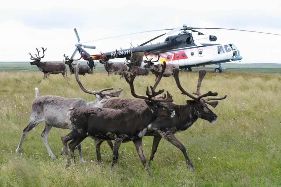С 1 февраля на Чукотке повысят зарплаты оленеводам и морзверобоям 