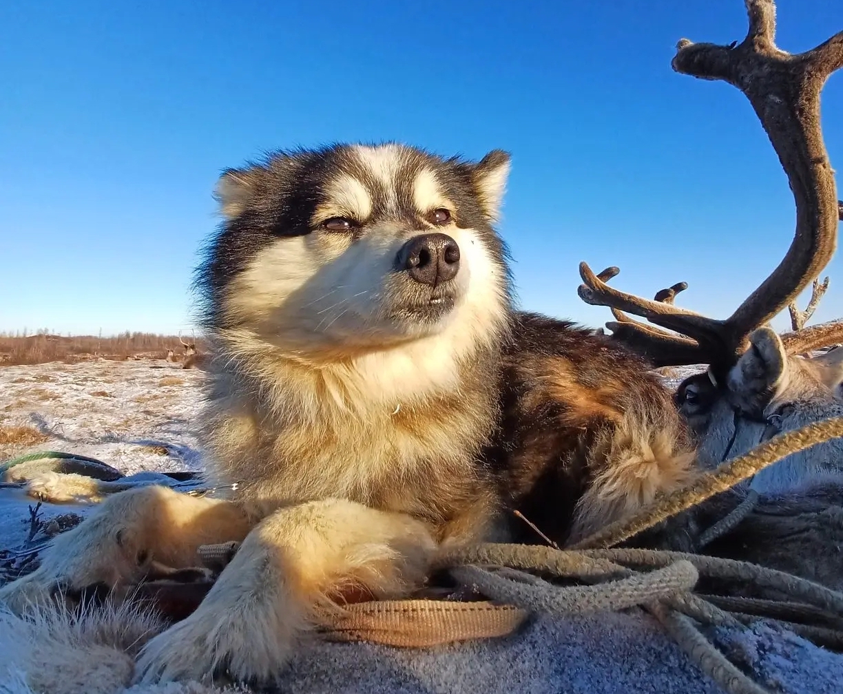Объявлены победители блиц-фотоконкурса «Природа и люди севера Красноярского края»: настоящие, непостановочные кадры