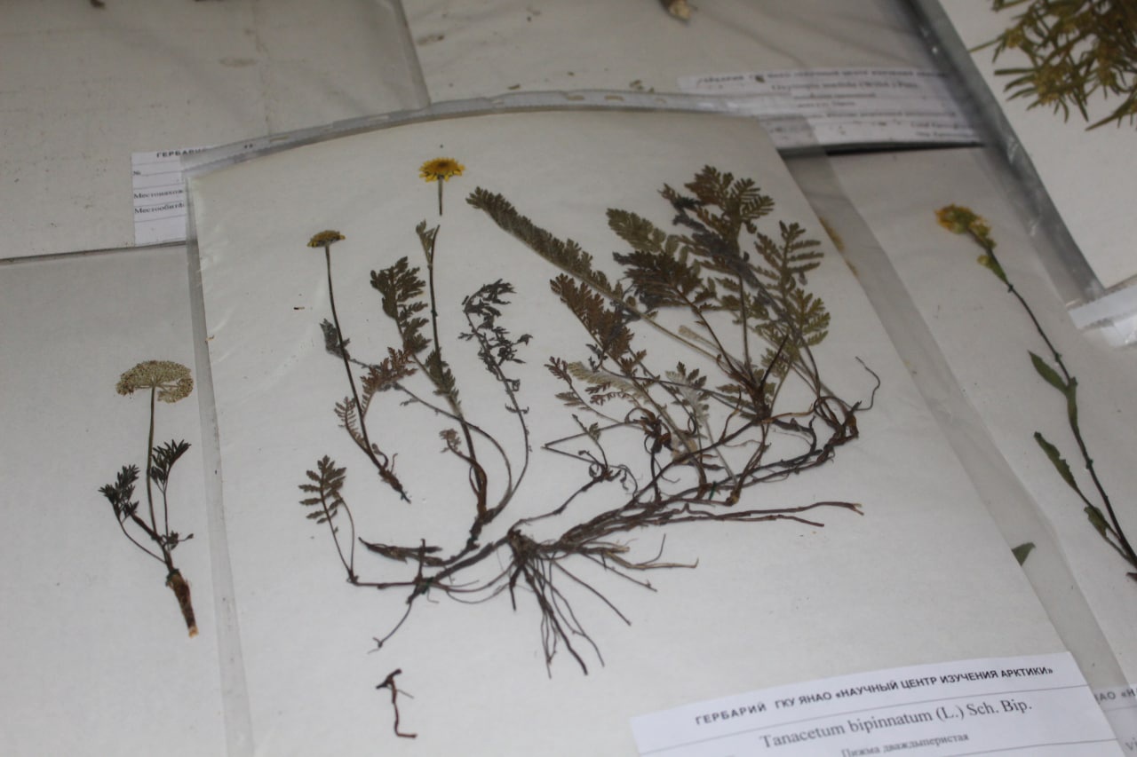 Южноямальский гербарий с древней стоянки отправился в музей