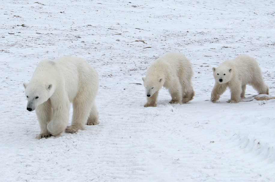 Белые медведи стали причиной режима ЧС на Новой Земле