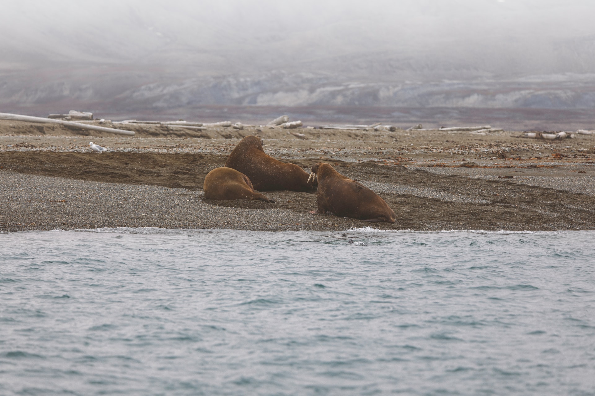 В «Русской Арктике» зафиксировано рекордное количество атлантических моржей