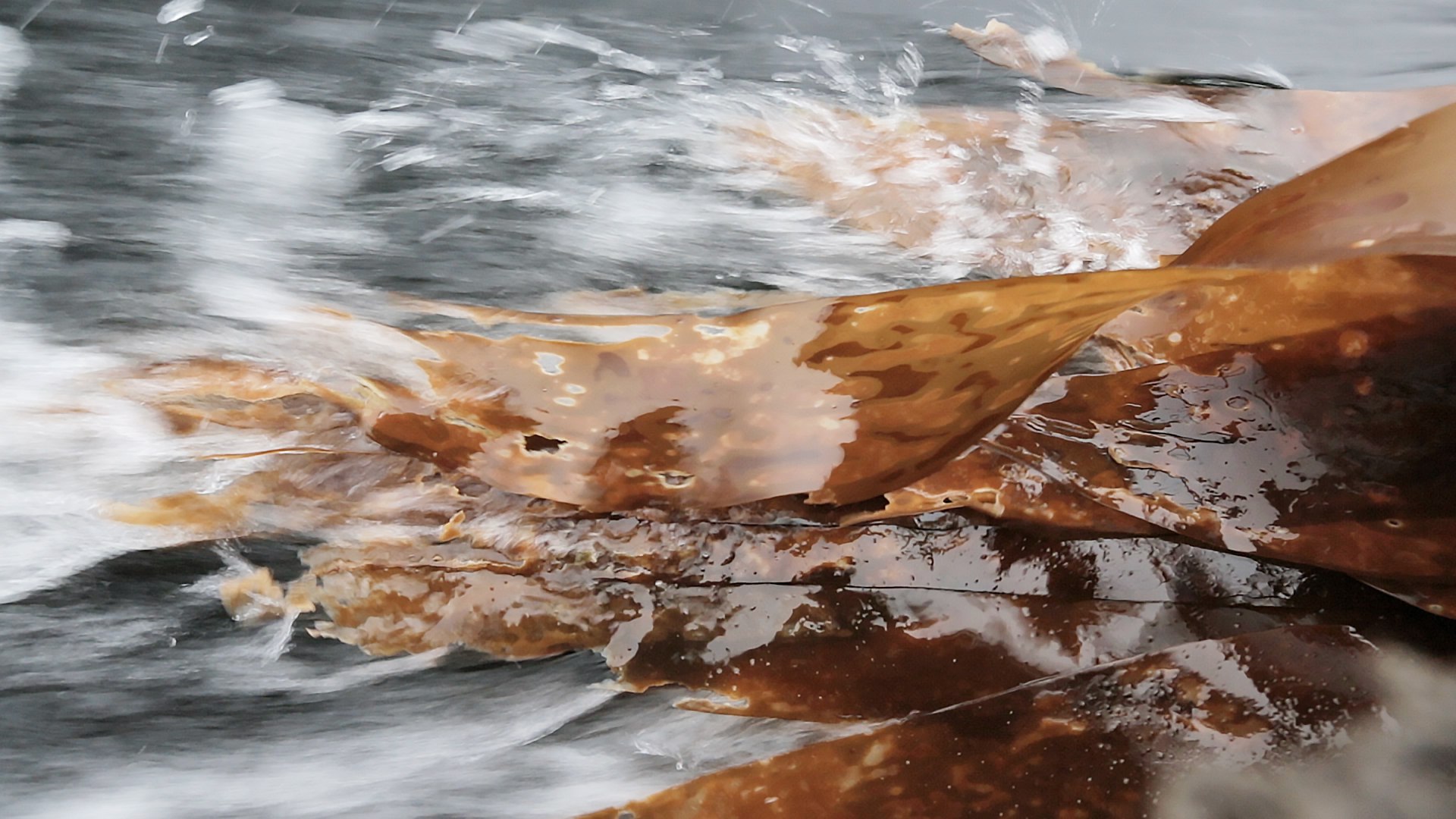 Жизнестойкие водоросли Белого моря: интервью с АВК