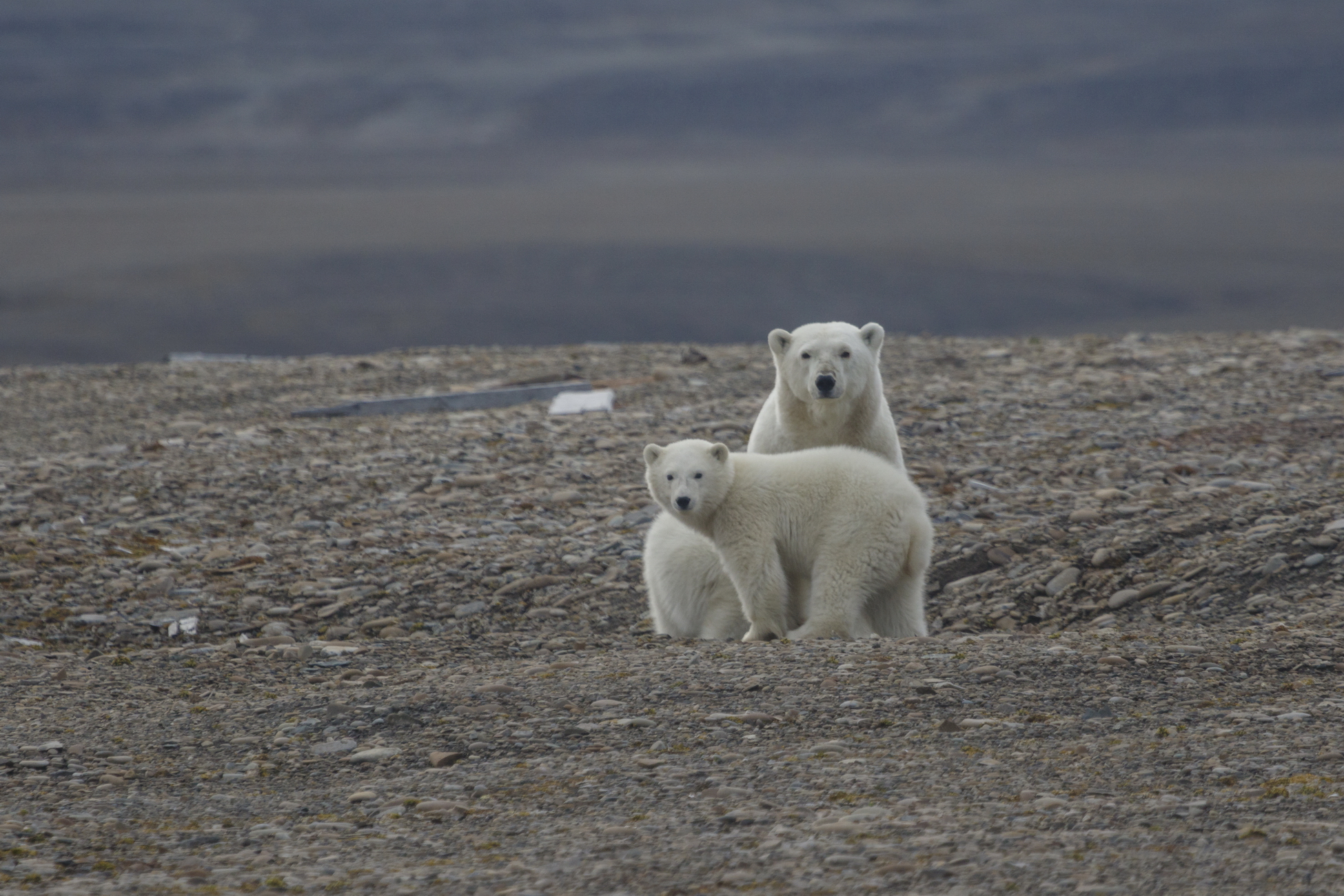 В Якутии нашли сразу 18 родовых берлог белых медведей