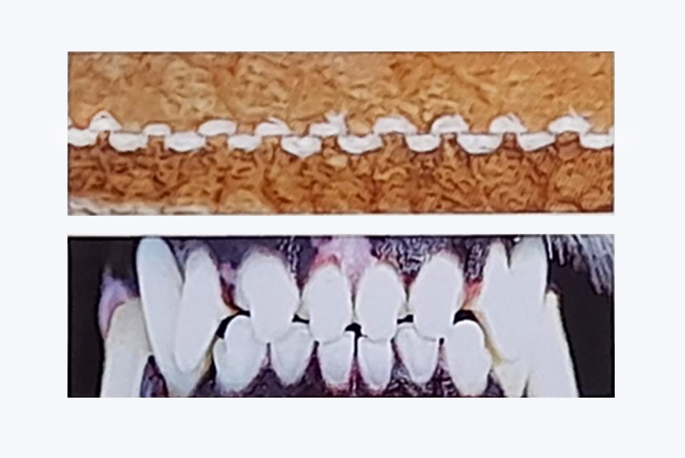 Сумочка из кожи лебединых лапок, орнамент «собачьи зубы»: на фестивале этнокультурных центров обсудили культуру ремесел