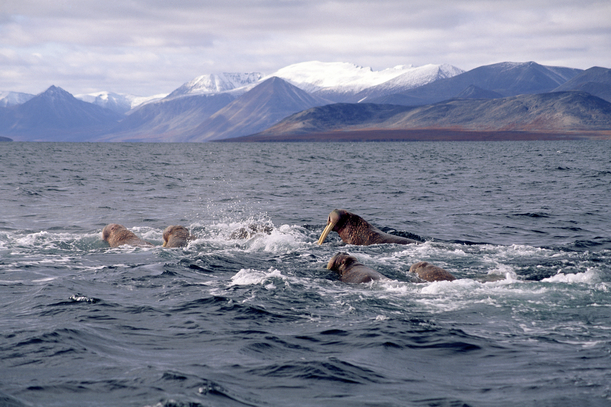 Чукотка: на моржовых лежбищах из-за потепления и медведей выросла смертность