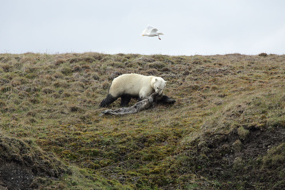 ДК 30 октября «Сохранение краснокнижных животных в Арктике» 