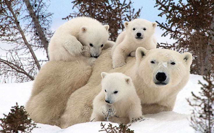 27 февраля – Международный день полярного медведя 