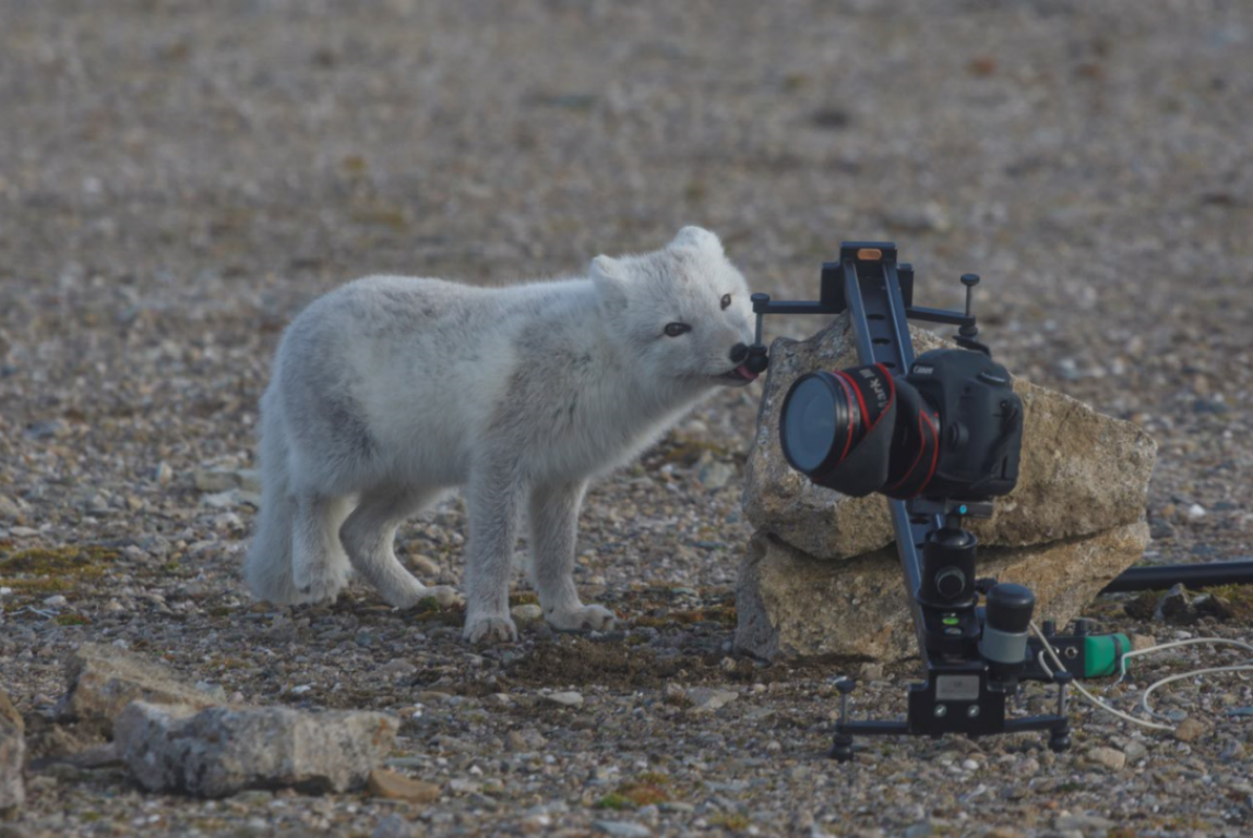 Удивлённый Арктикой: беседа с фотографом Николаем Гернетом