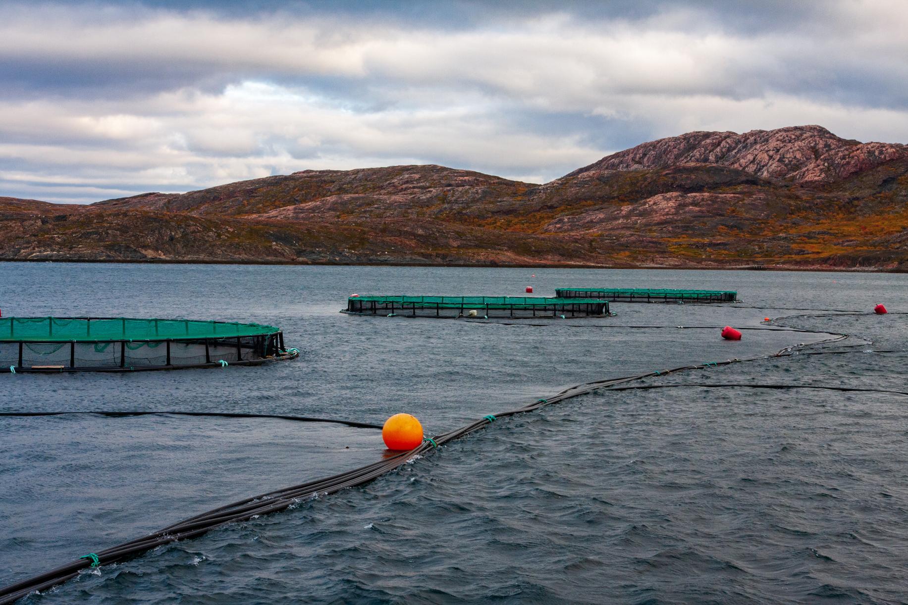 В Заполярье из Норвегии привезли мальков атлантического лосося