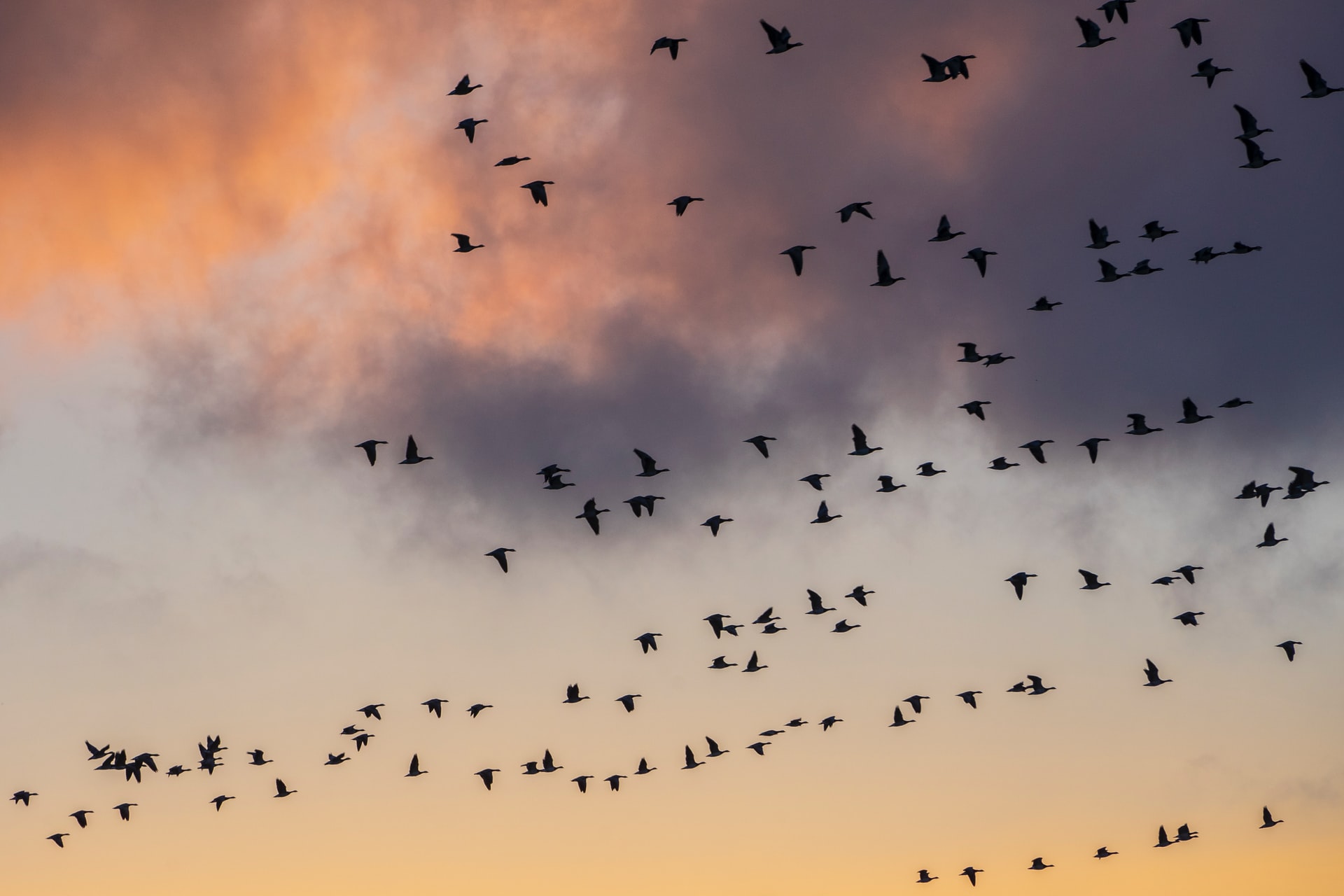 «Онежское Поморье» присоединилось к международному исследованию миграции птиц