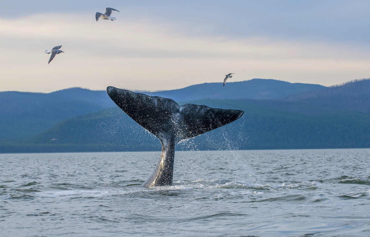 В Мурманской области готовят свод правил, как наблюдать за китами, тюленями и морскими птицами, не мешая им жить и размножаться