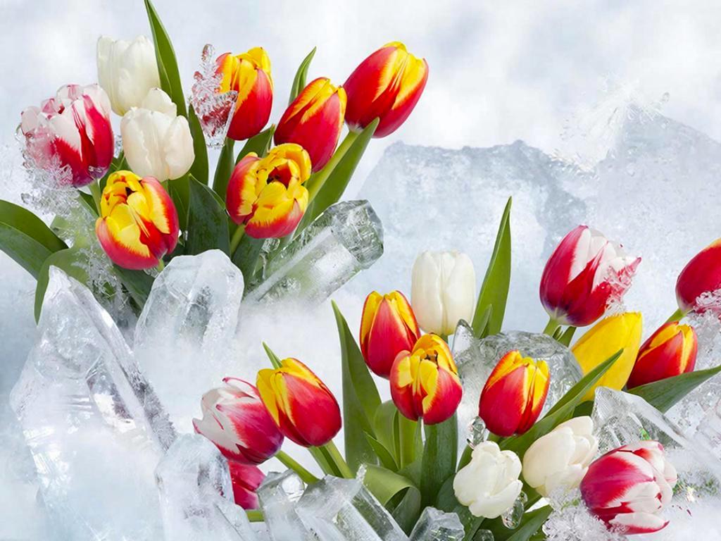 Арктические регионы начали отмечать Международный женский день праздничными мероприятиями