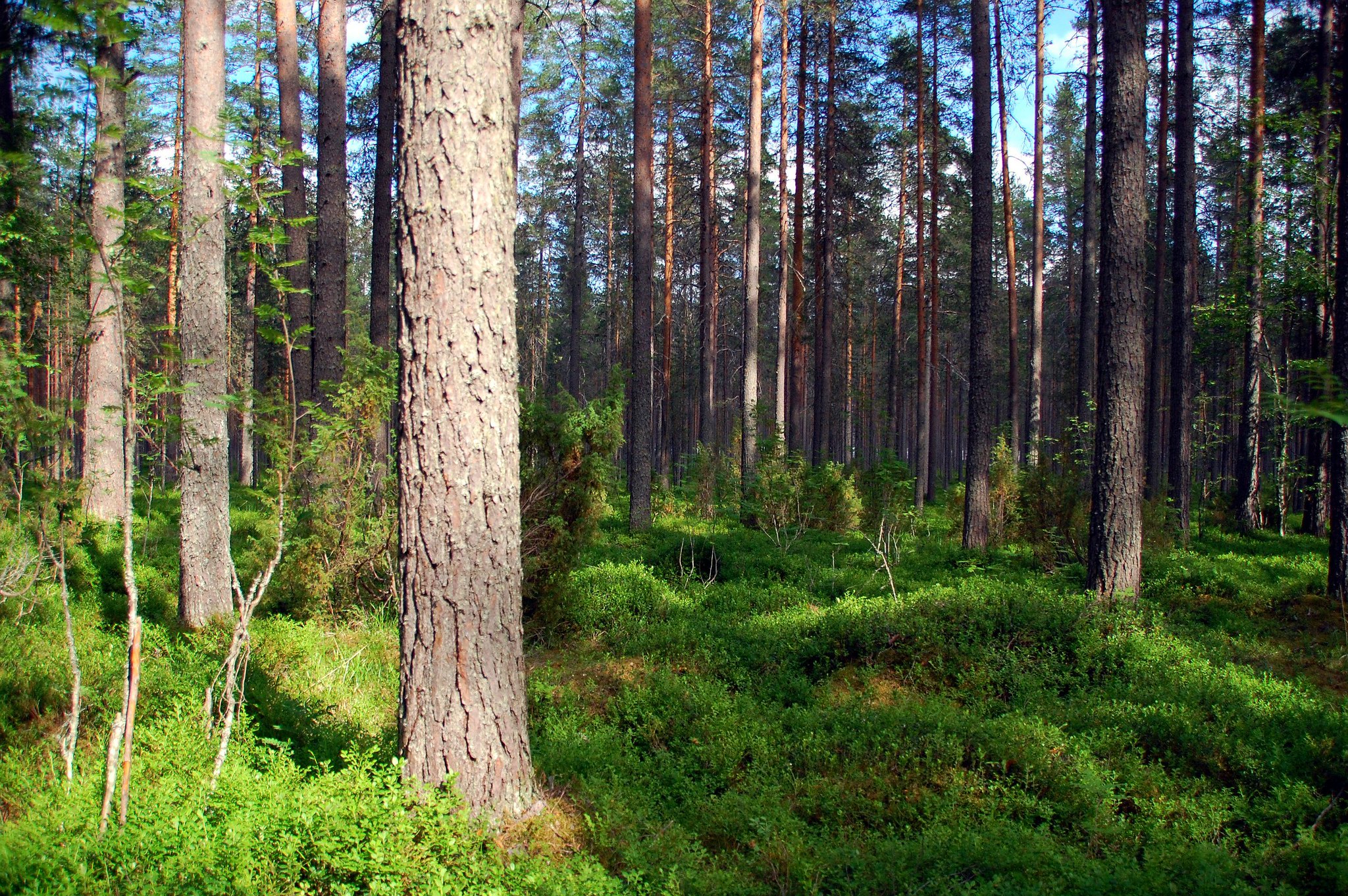 В среднем финский турист проходит 16 километров по заболоченной тайге