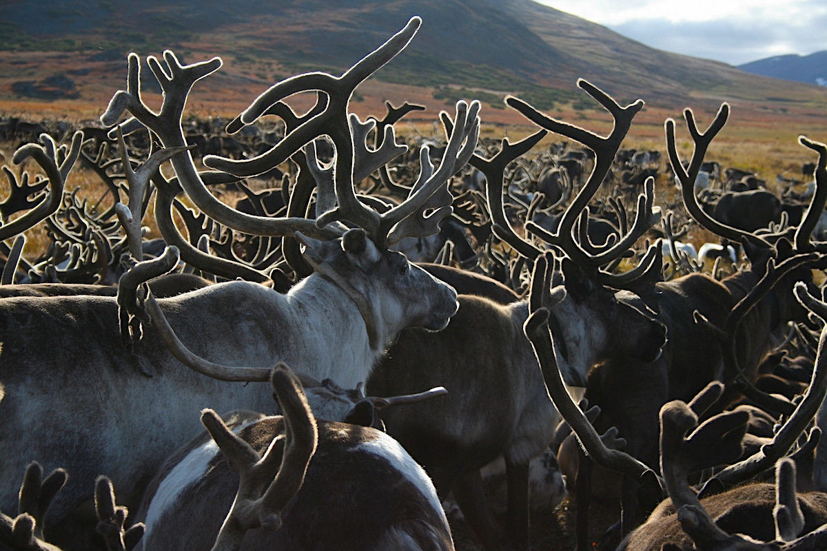 В России посчитали северных оленей – и диких, и домашних
