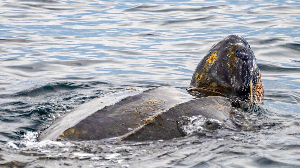 Редкая черепаха посетила арктическую Норвегию, заставив гида говорить по-фински