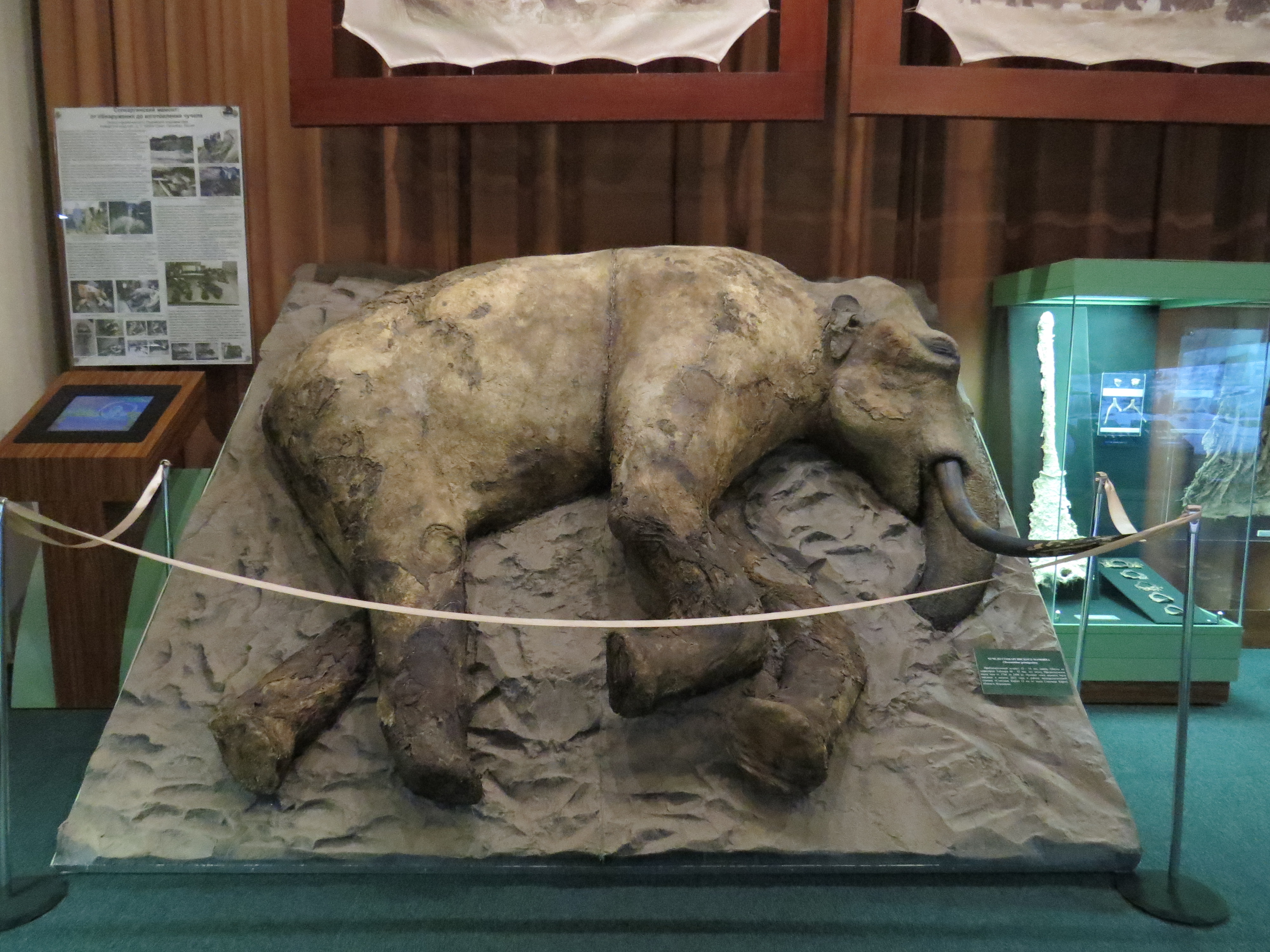 красноярский краеведческий музей мамонт