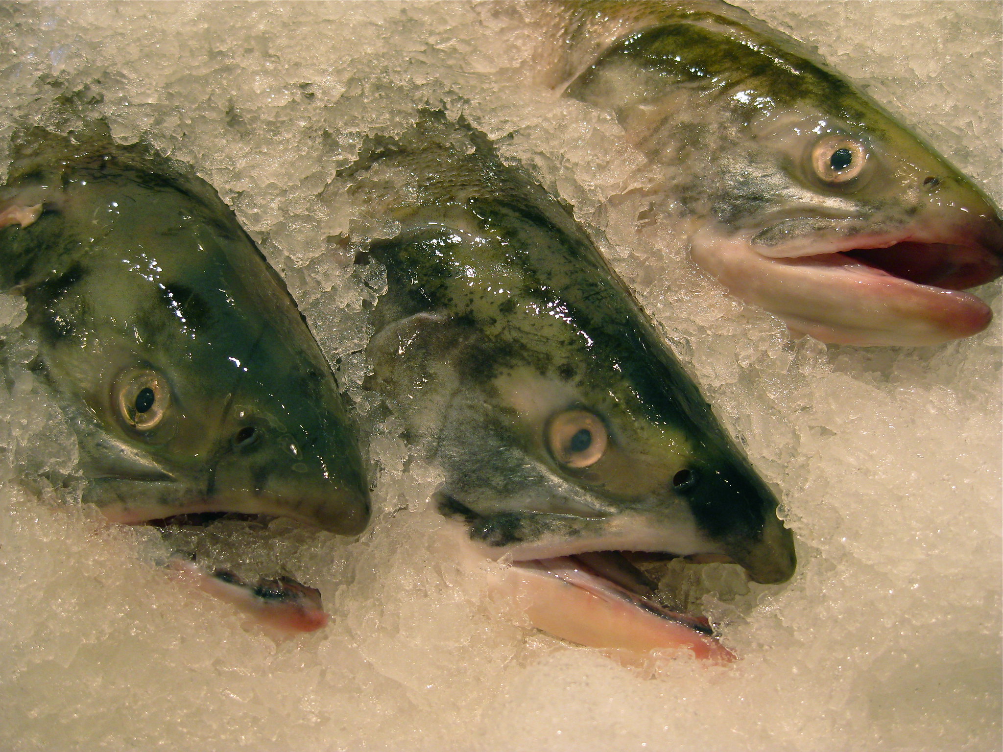 Новый завод на Чукотке будет перерабатывать 10 тонн лосося и икры в сутки