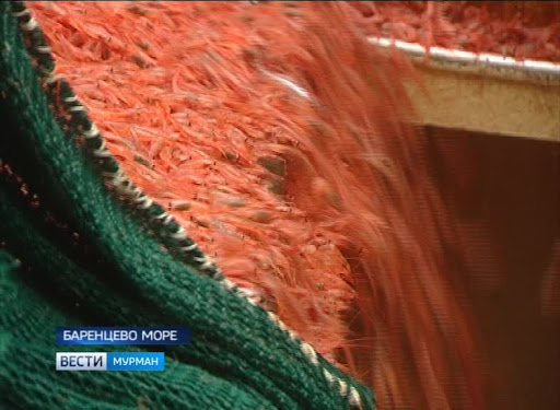 Улов креветки в Баренцевом море бьёт рекорды
