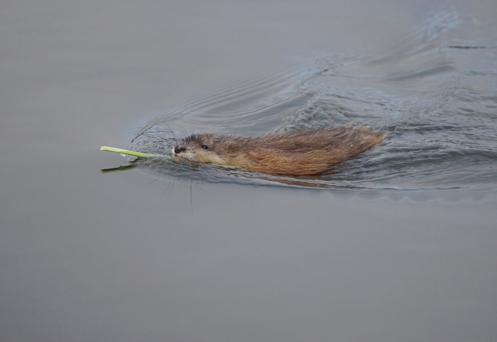 Популяцию ондатры на Ямале исследуют этим летом