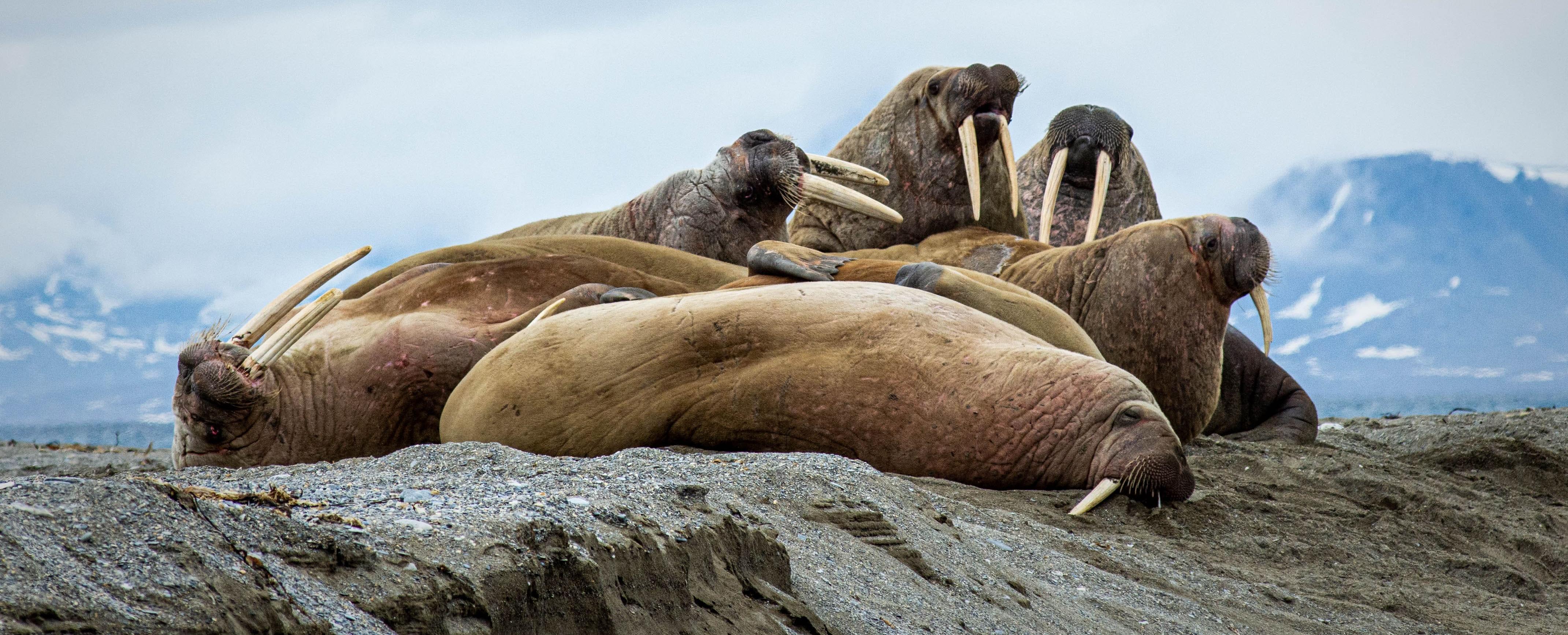 Кто обитает в морях Арктики и какими уникальными особенностями обладает – ко Всемирному дню защиты морских млекопитающих