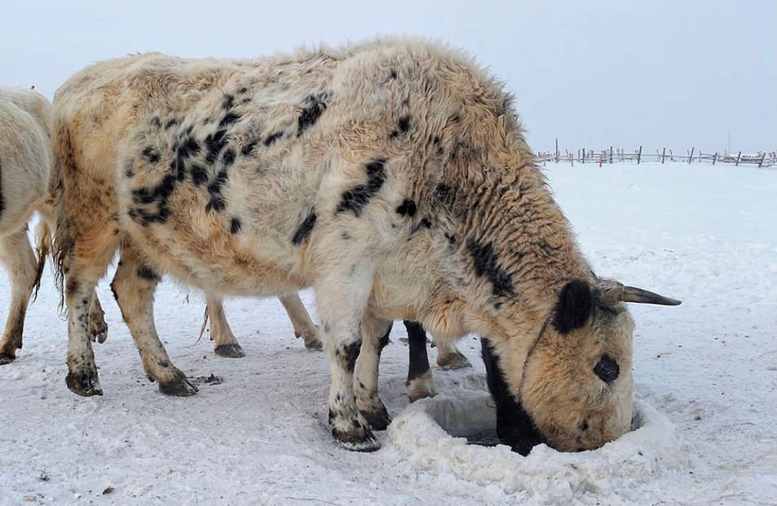 Якутская Корова Купить В России