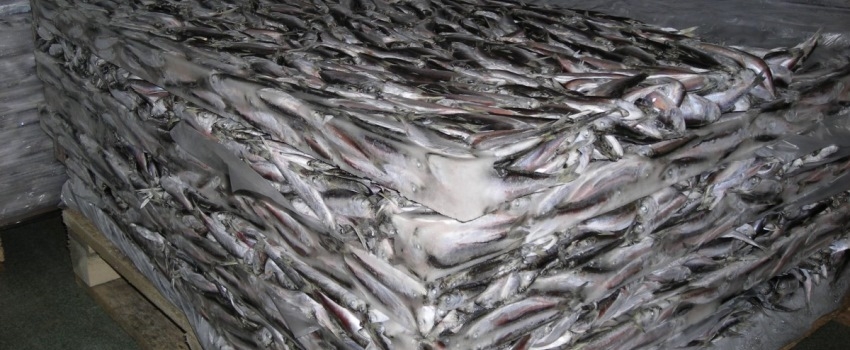 Росрыболовство обсудило доставку рыбы по Севморпути с Дальнего Востока. Мурманск готов увеличить перевалку до 1 млн. тонн