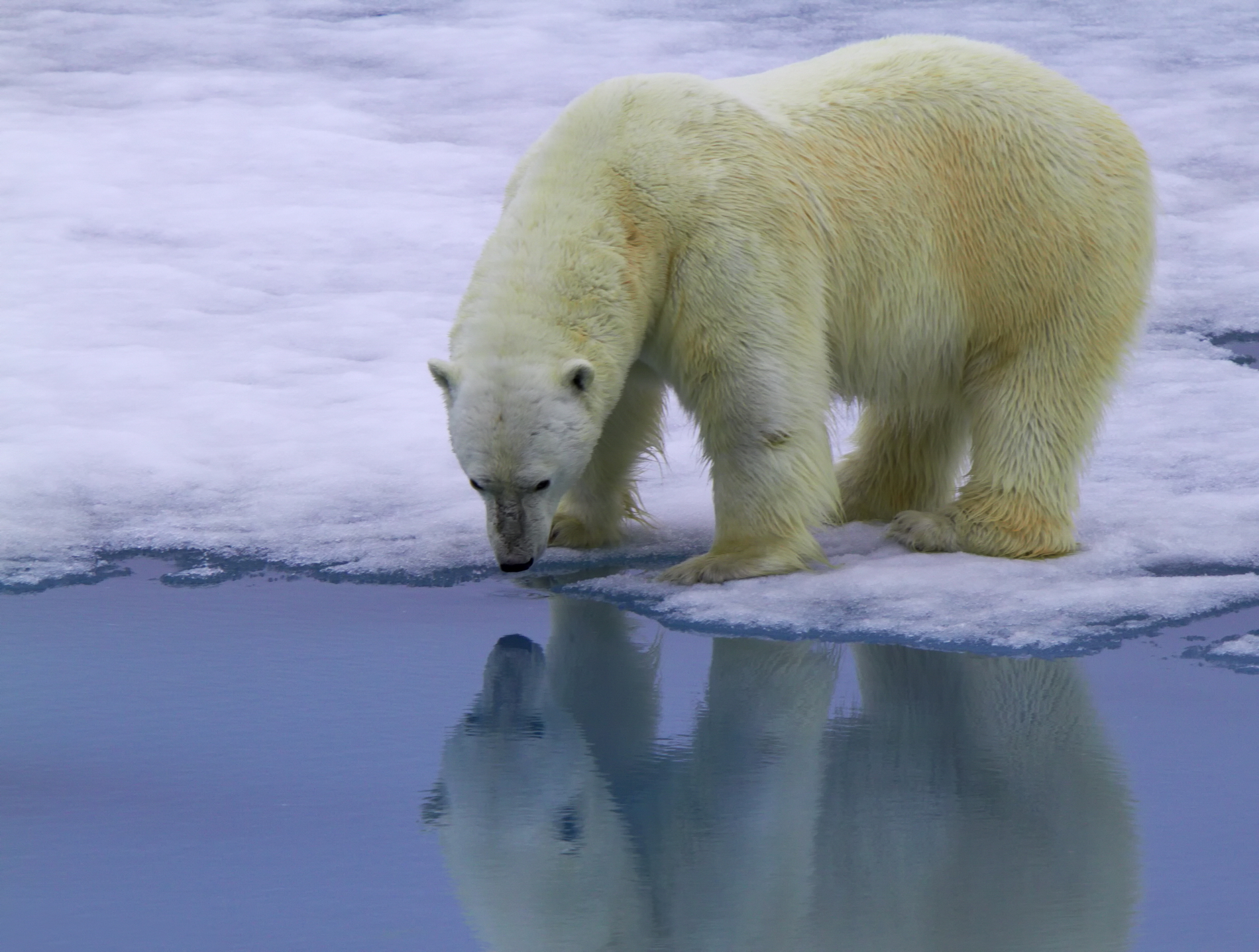 Американские биологи изучают ДНК белых медведей по следам на снегу