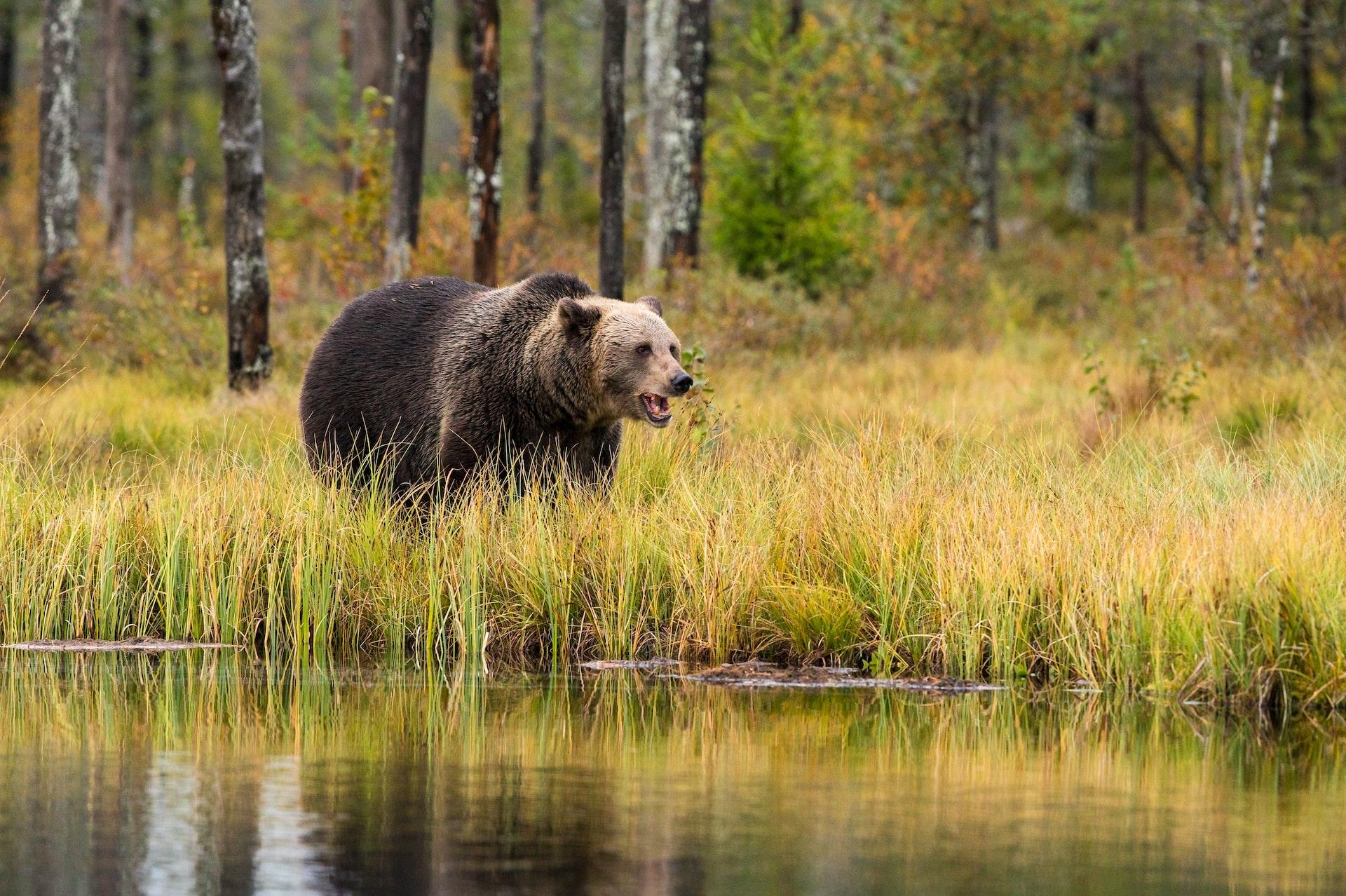 Растущую популяцию медведей в Норвегии пересчитали с помощью ДНК