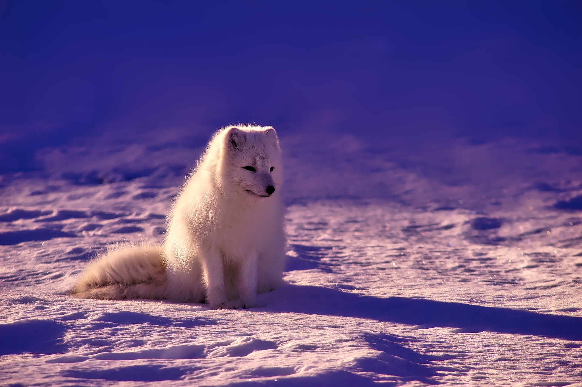 Интересные факты о животных Арктики