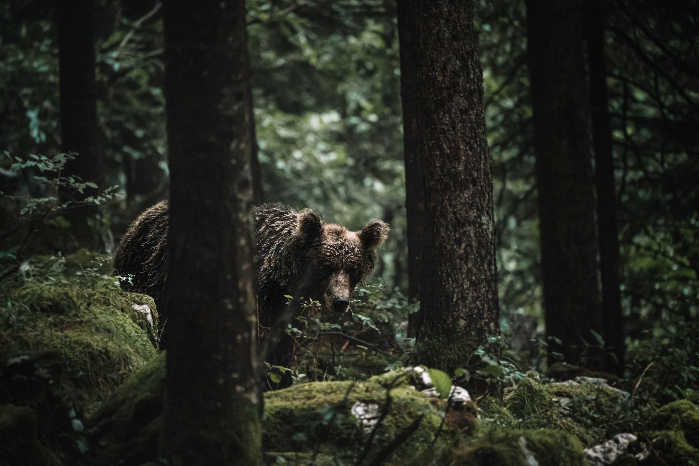 В Коми озаботились популяцией бурых медведей