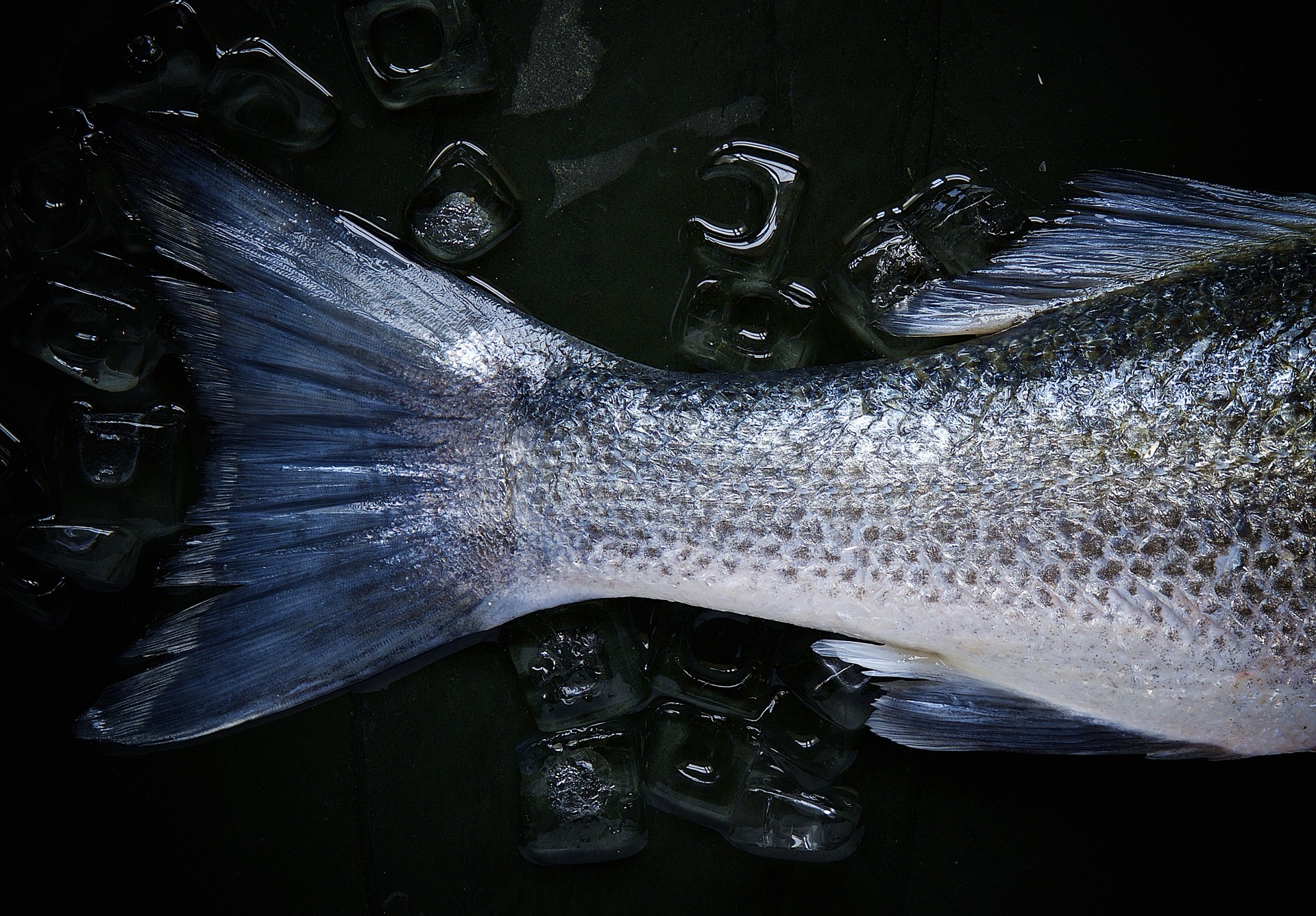 Половина всей добытой в Мурманске рыбы остается в регионе