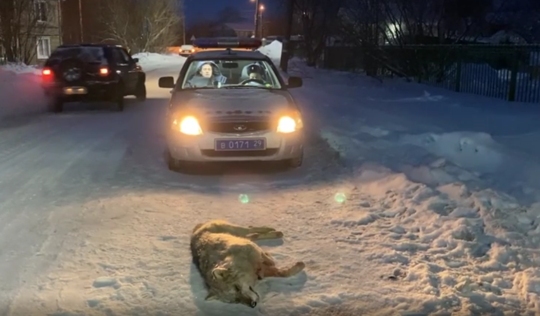 Сезон охоты на волков в Архангельске